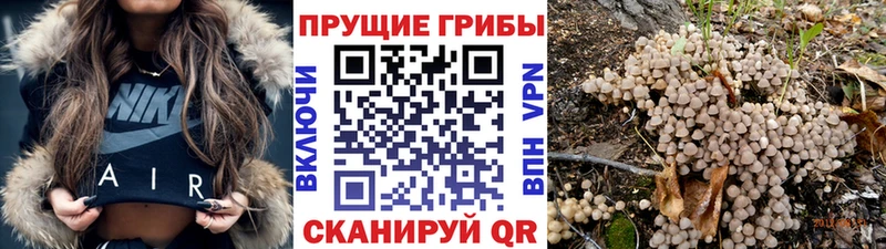 Псилоцибиновые грибы MAGIC MUSHROOMS Болотное